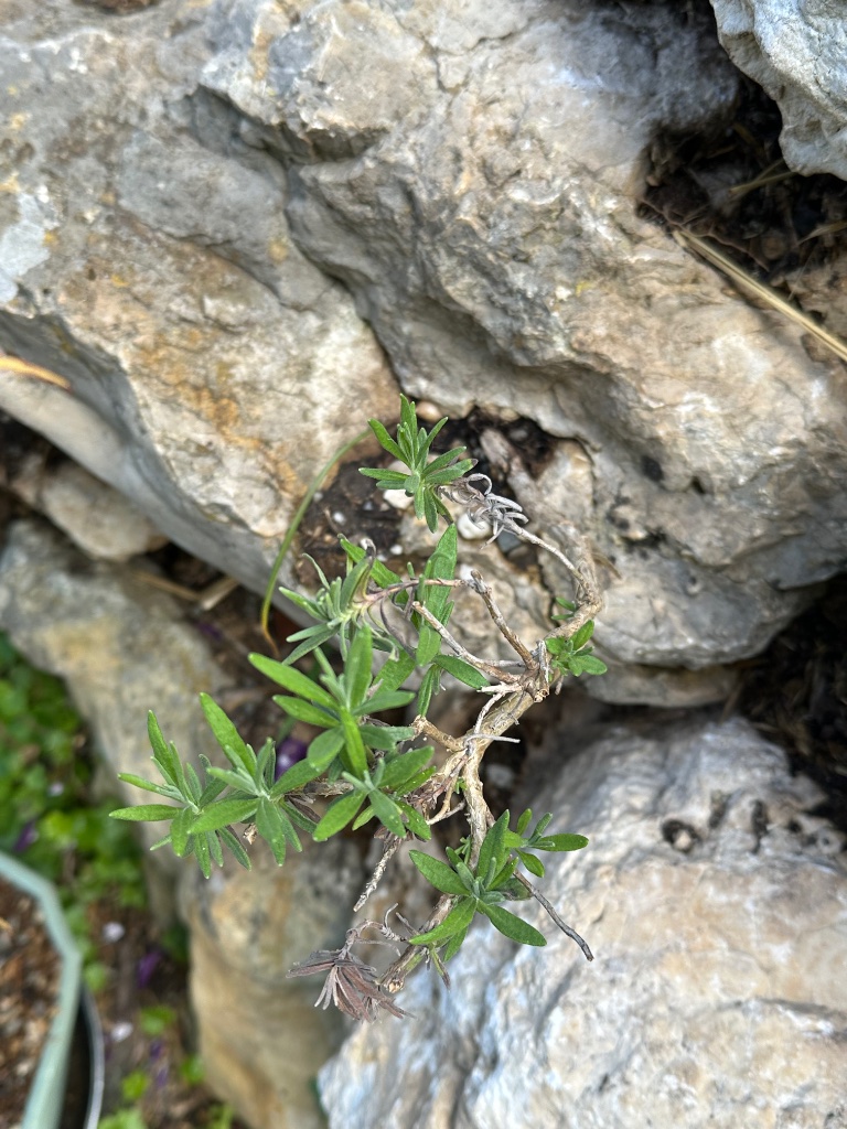 dieser Lavendel ist schon ein paar Jahre alt. Er ist dort selbst aufgegangen und trotzt Sommer wie Winter allen Widrigkeiten. Wie er in praller Sonne genug Wasser zum überleben bekommt verstehe ich nicht. Da ist nur eine minimale Vertiefung.
