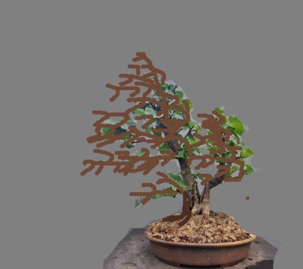Tilia c. Virtual I 2025.jpg