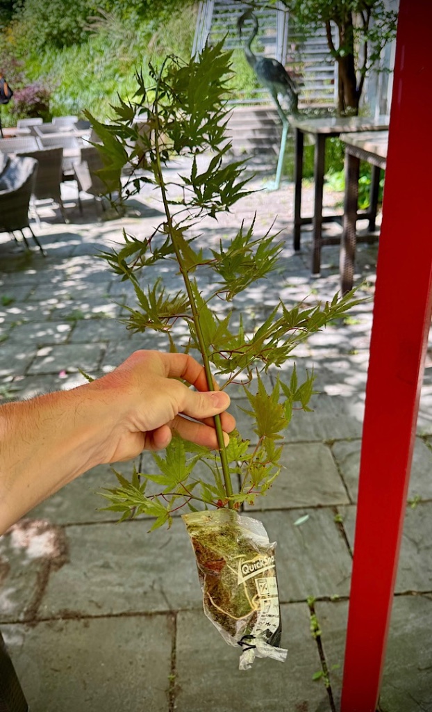 IMG_6885.jpeg