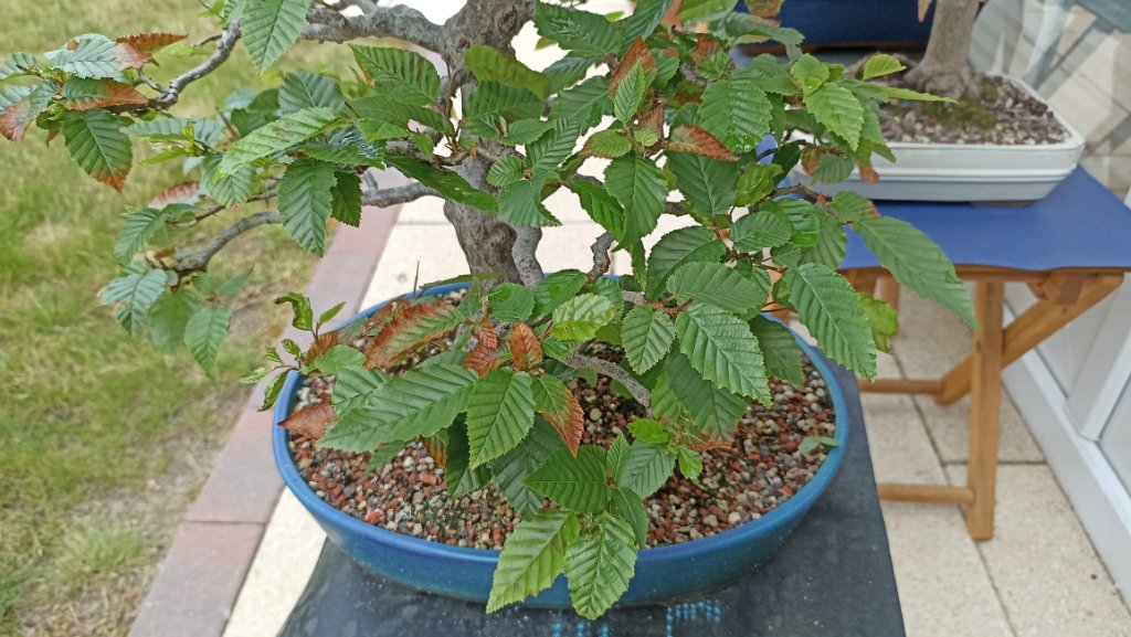 IMG_20250627_083100.jpg