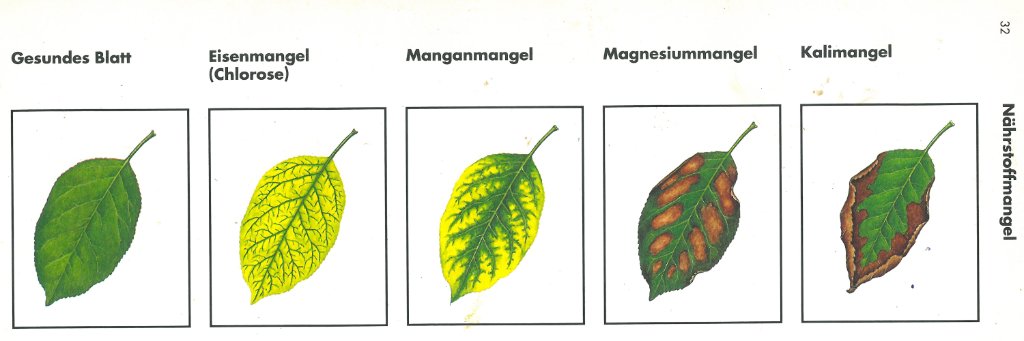 MANGELERSCHEINUNGEN SCHADBILD NÄHRSTOFFMANGEL 1467792069NhrstoffmangelObst.jpg