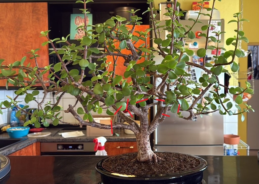 Portulacaria.jpeg