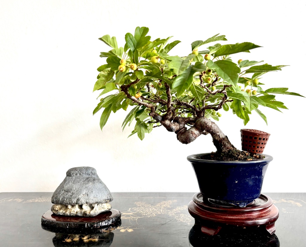 Malus toringo.