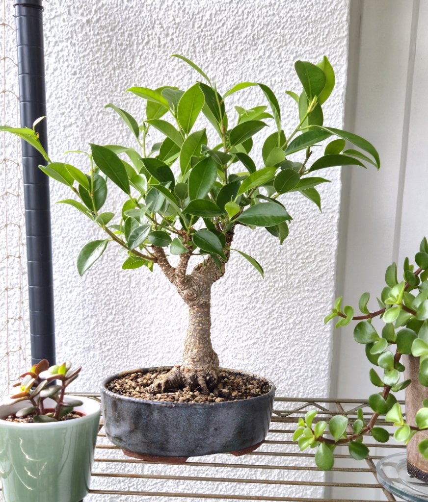 Ficus microcarpa.jpg