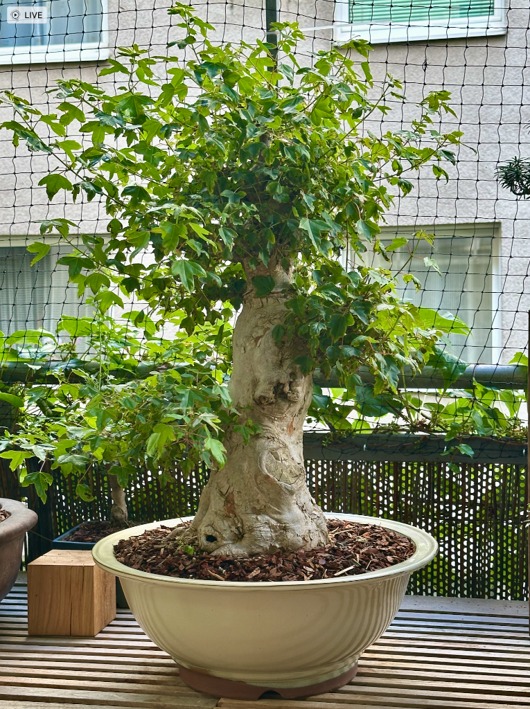 ACER 2 Bildschirmfoto 2025-07-22 um 21.05.34.png
