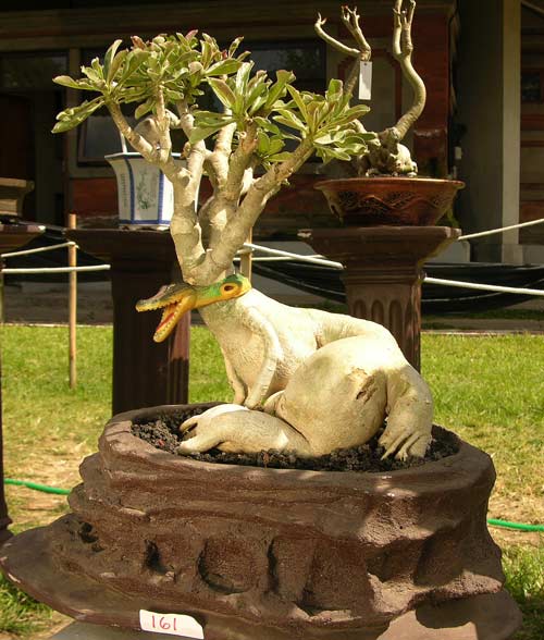 funny adenium08.jpg