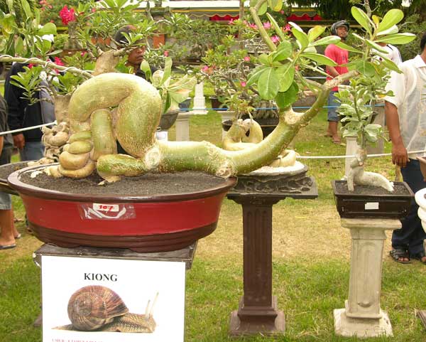 funny adenium03.jpg