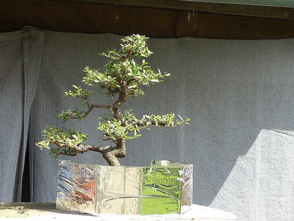 P1110965_5.jpg