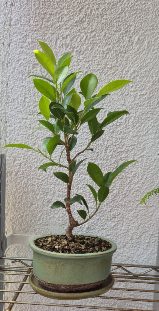 Ficus 2.jpg
