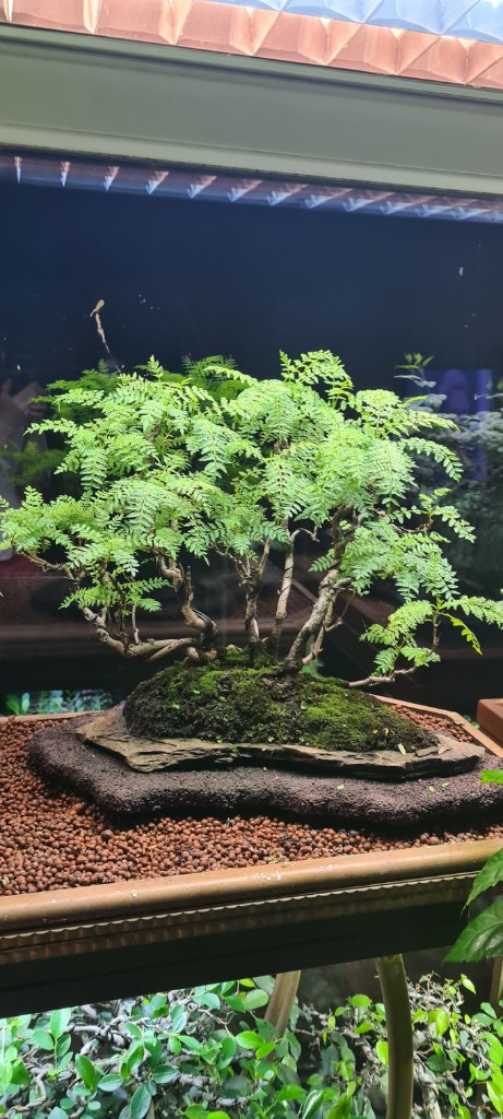Jacaranda mimosifolia 04.25.jpg