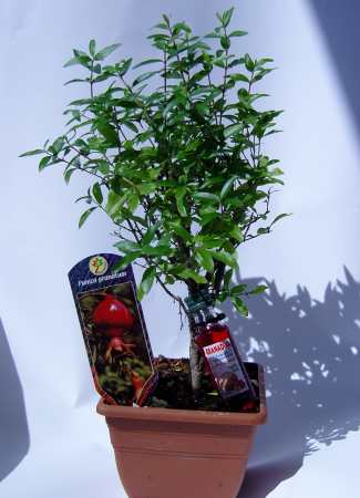 gartencenter-punica.jpg