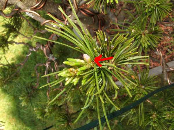 Blüte oder Zapfen?