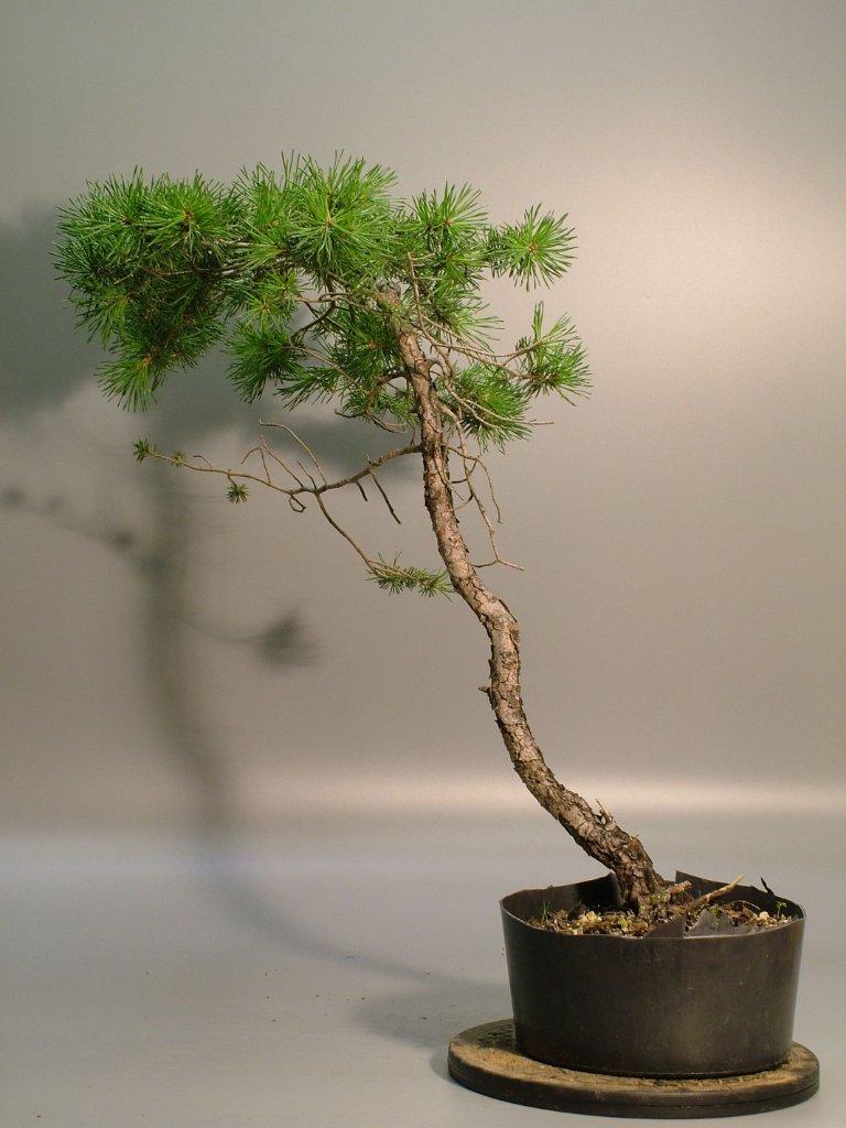zopf-sylvestris-1.jpg