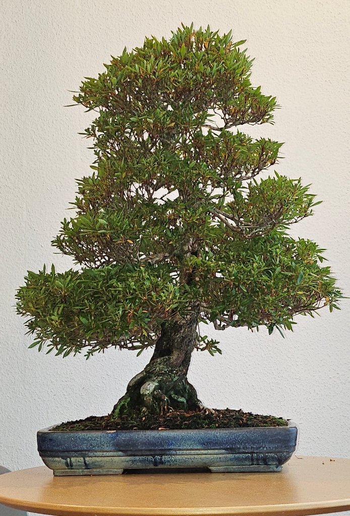 Kinsai10_25.jpg