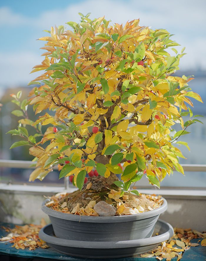 BonsaiHerbst25small.jpg
