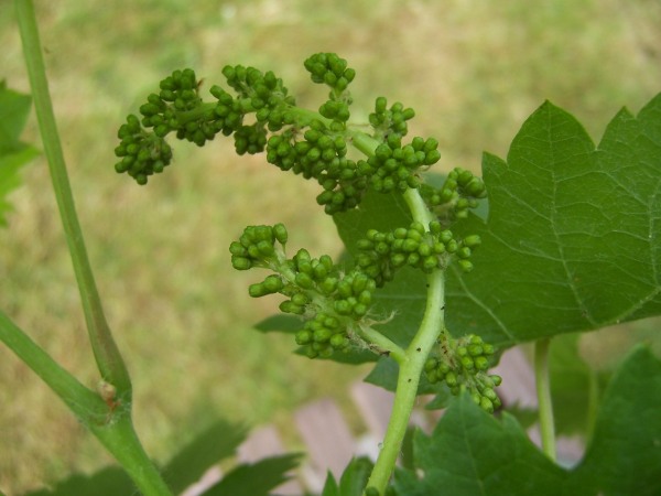 Wein4.jpg