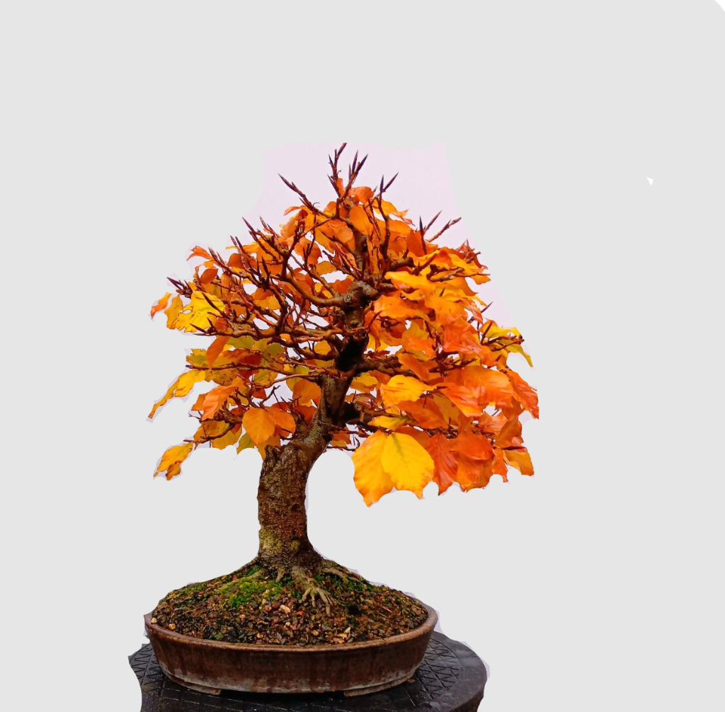 Fagus sylvatica - space.png