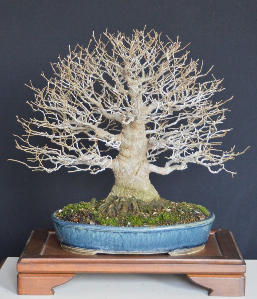 Celtis 26.10-25.jpg
