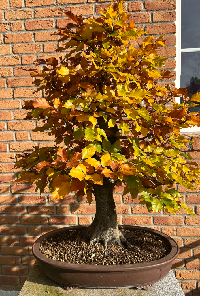 2024 Herbst Buche3.png