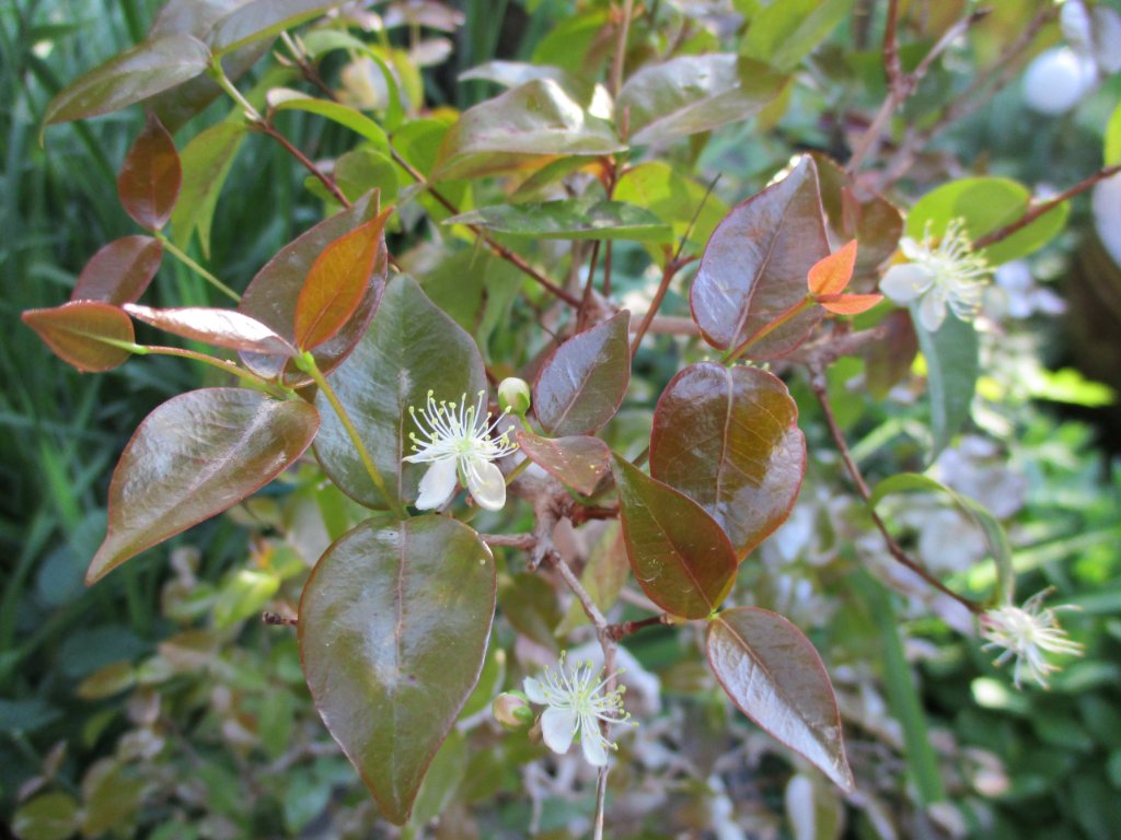 Blüte S.k. 1.JPG