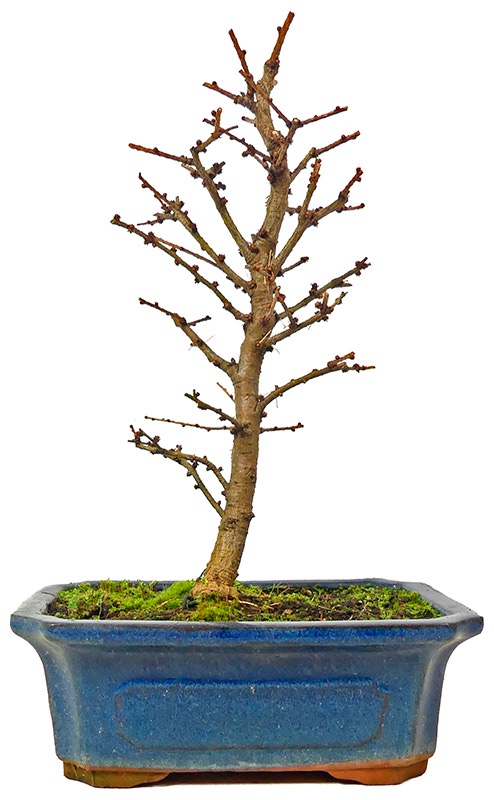 N030-01_larix_kaempferi_2611_bonsai.jpeg