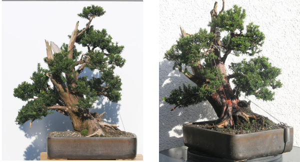 Taxus 2025.png