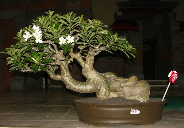 Adenium-c.jpg