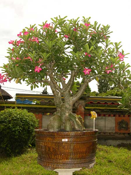 adenium-a.jpg