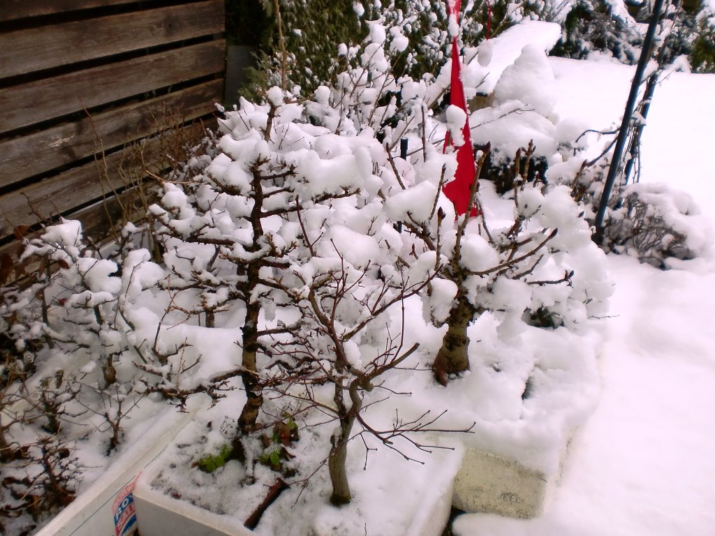 Winter..JPG