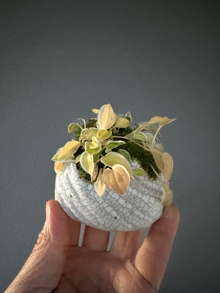 Hosta