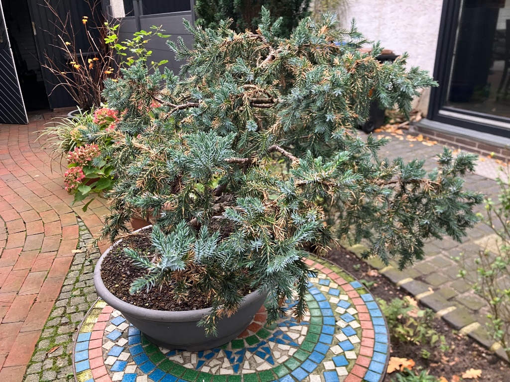 Igelwacholder - Juniperus morrisonicola
