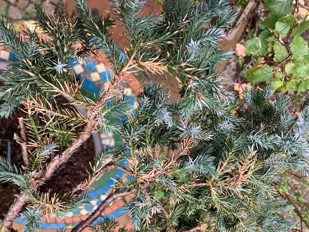 Igelwacholder - Juniperus morrisonicola