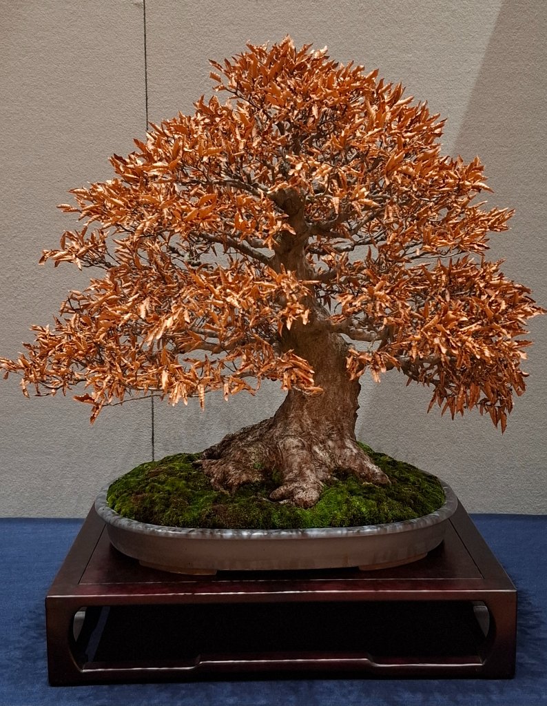 1000043806.jpg
