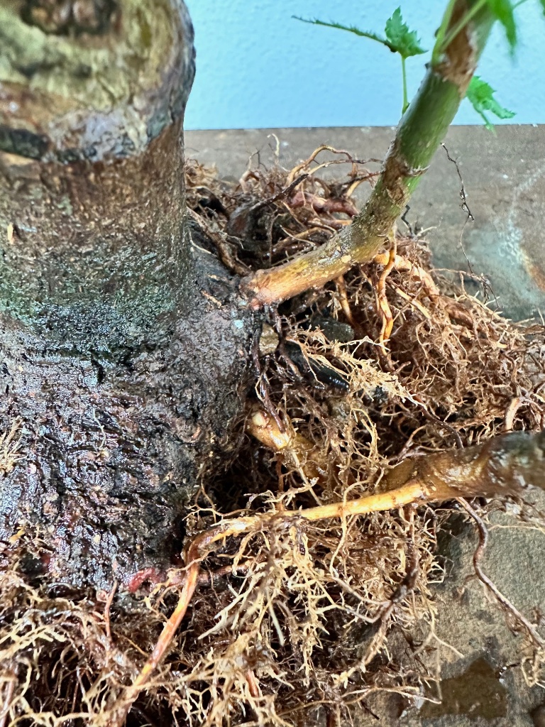 die beiden Triebe rechts wurden knapp oberhalb des Nebaris herausgeführt. Man erkennt, dass die Triebe im Substrat neue Wurzeln bilden. Das schwächt das Verwachsen der ursprünglichen Wurzeln mit dem Bonsai