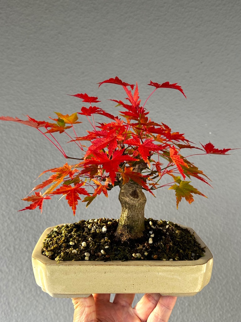 29.10.2025: schöner Herbst