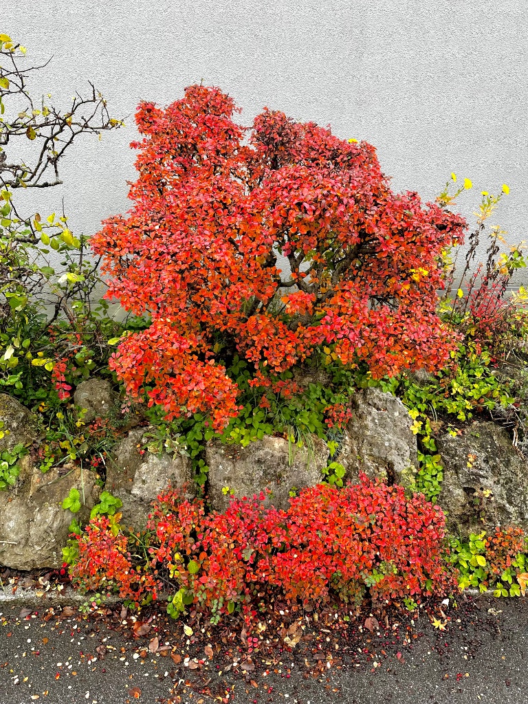 Cotoneaster