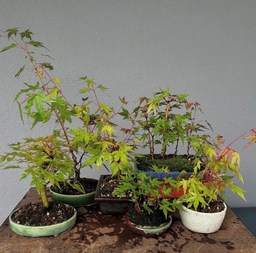 August 2025: aus der Jungpflanze sind 2 Floßformen, 3 Shohin und ein Wäldchen hervorgegangen