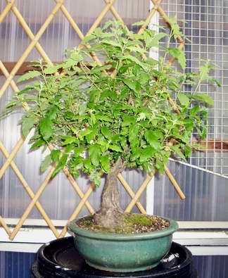 bartblume507-2mikl.jpg