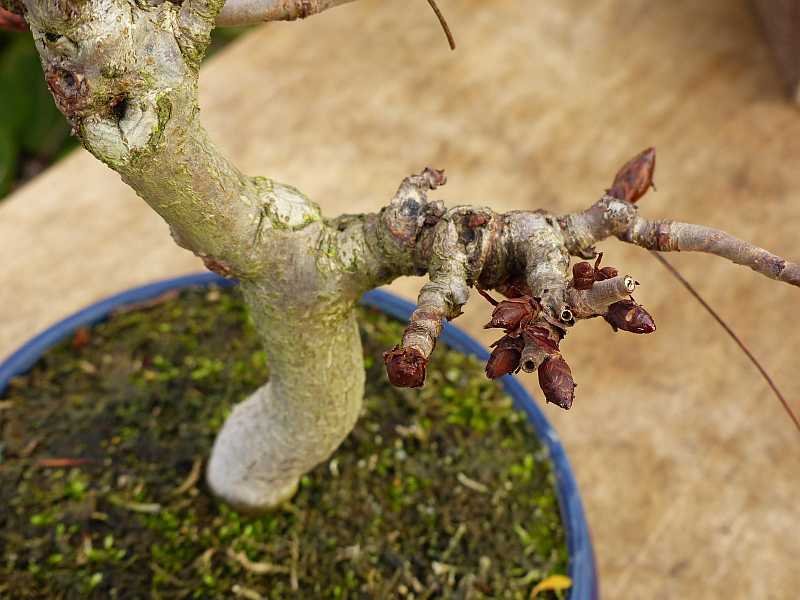 Knospen am alten Holz