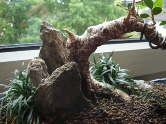 ficus1.jpg