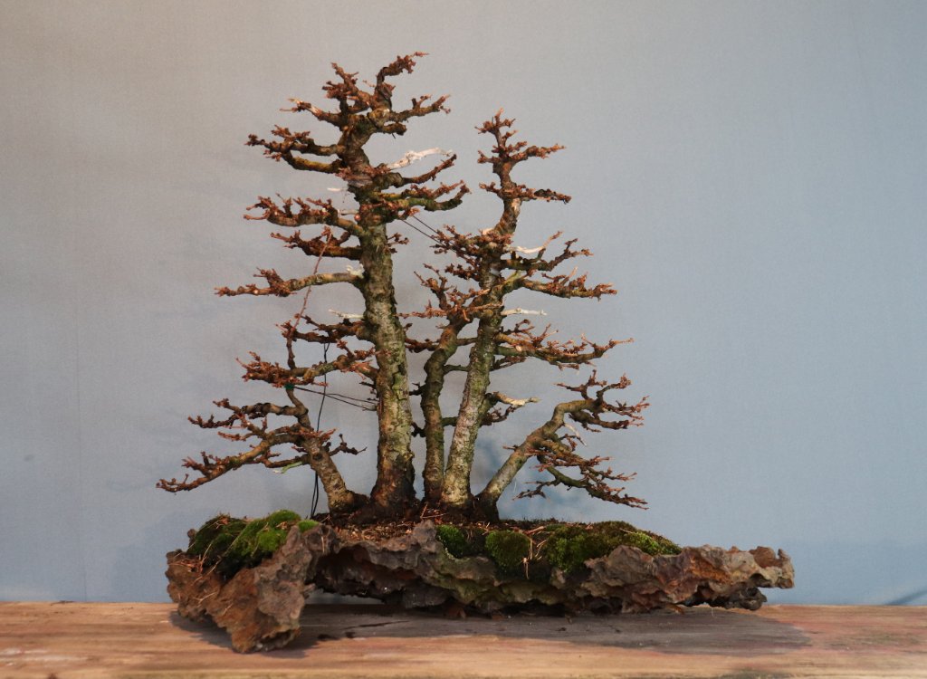 Larix.JPG