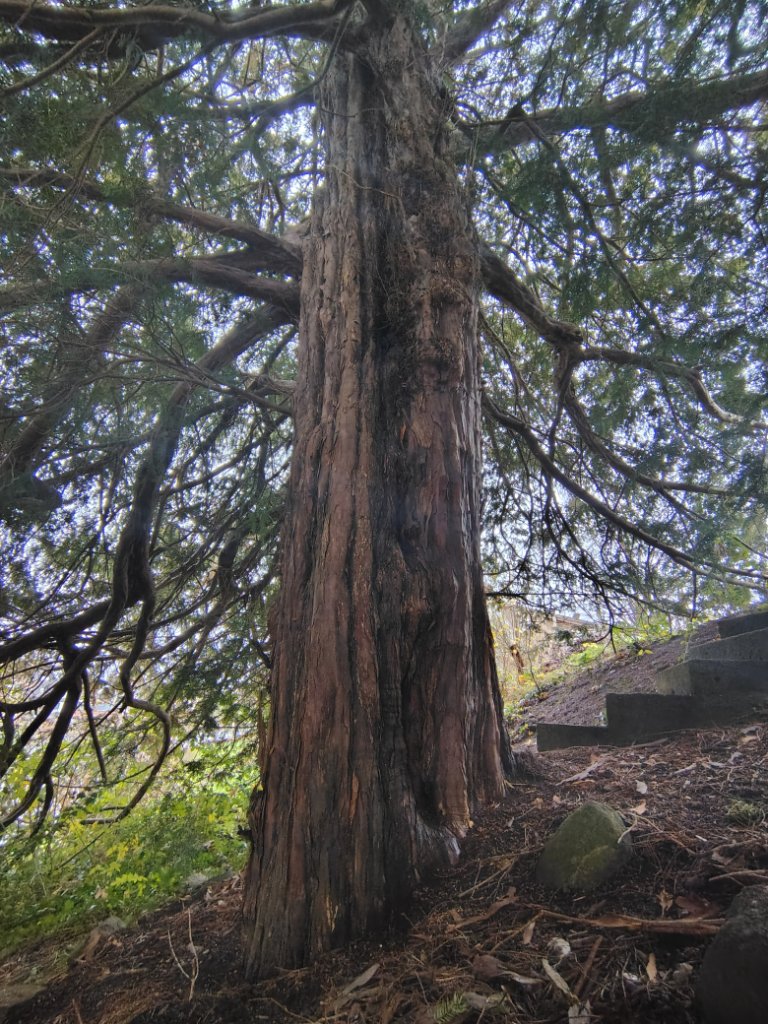 IMG_20251209_095011617_HDR.jpg