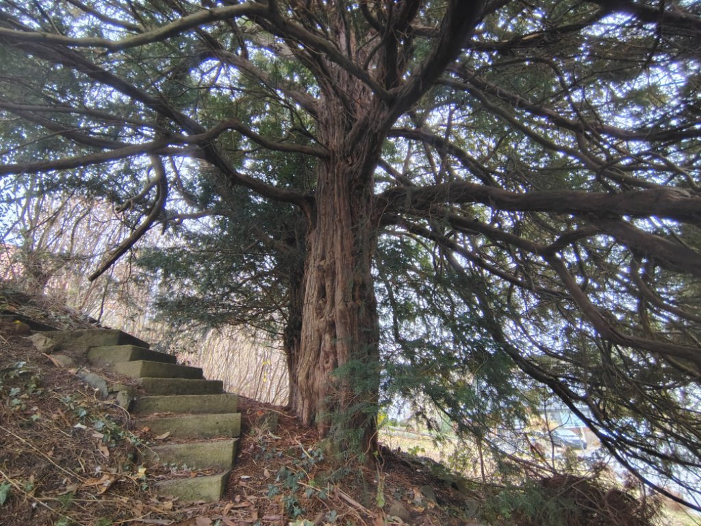 IMG_20251209_095209070_HDR.jpg