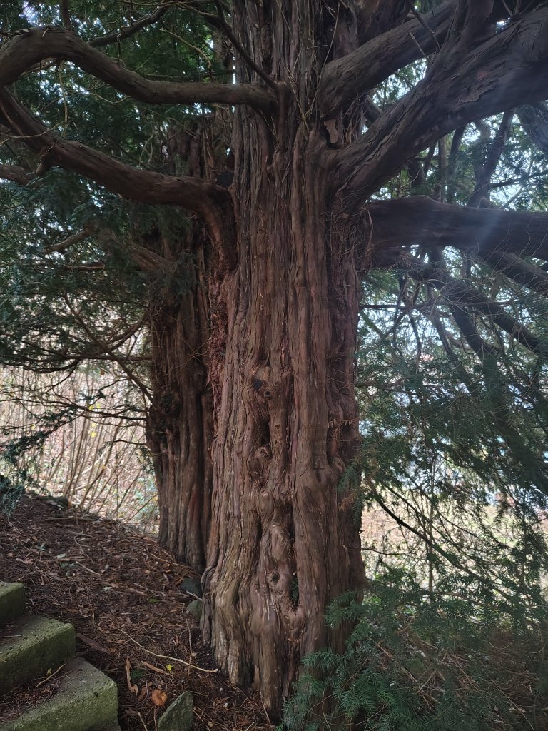 IMG_20251209_095255350_HDR.jpg