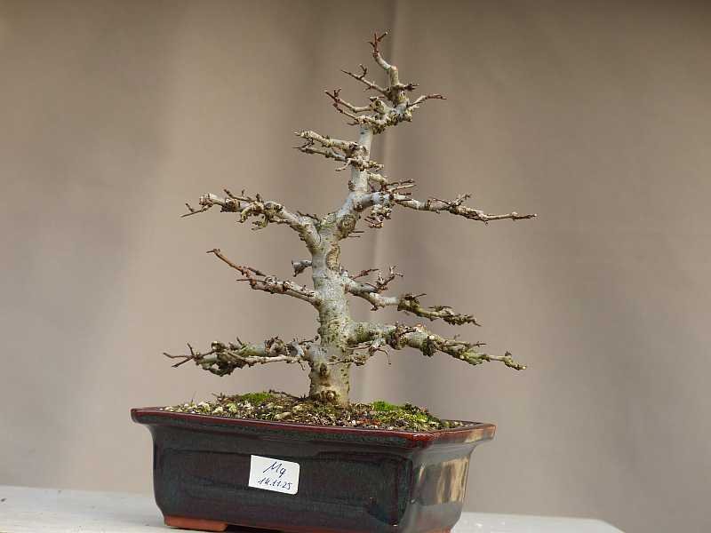 Ulmus minor, Dez. 2025
