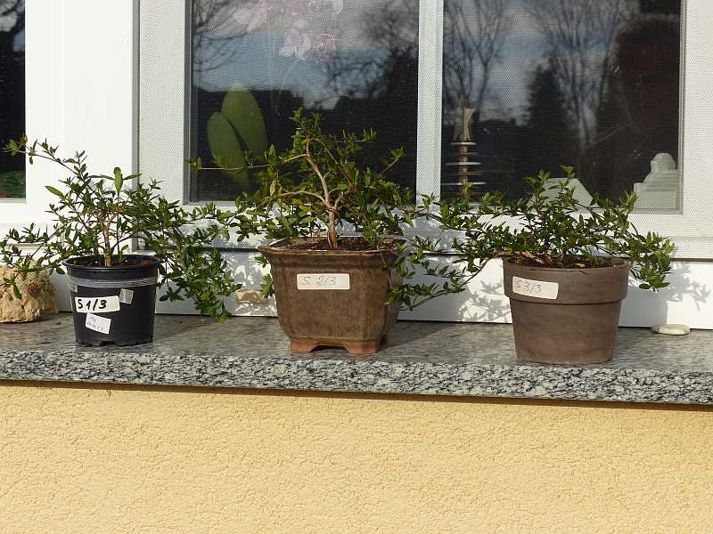 Serissa-Stecklinge, knapp 1,5 Jahre alt