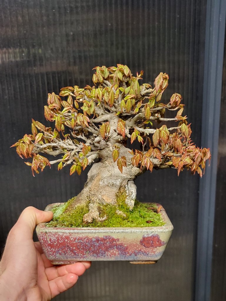 Acer Buergerianum a.jpg