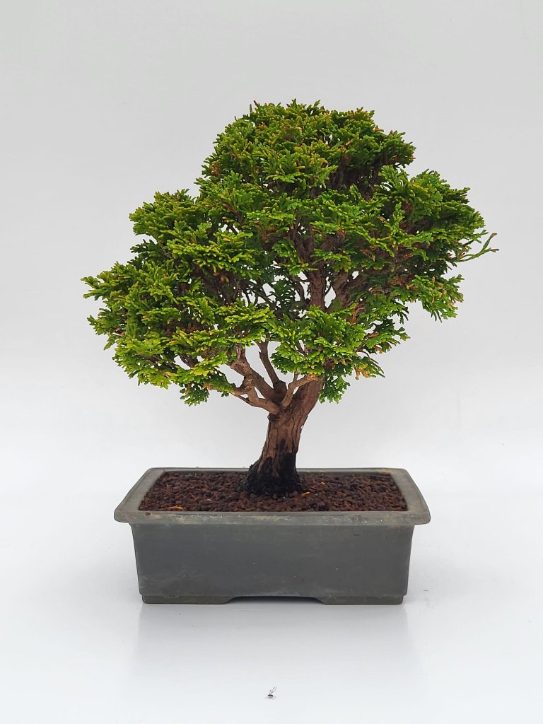 Hinoki Zypresse a.jpg