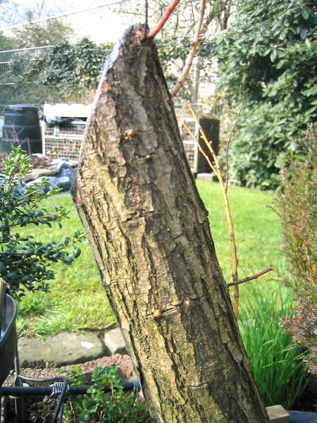 Im März zeigten sich ersten Knospen am Ausgangsbaum