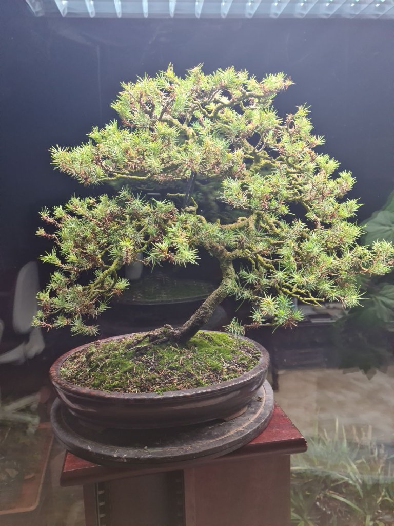 Pinus pinea  kurz vor dem Ableben!